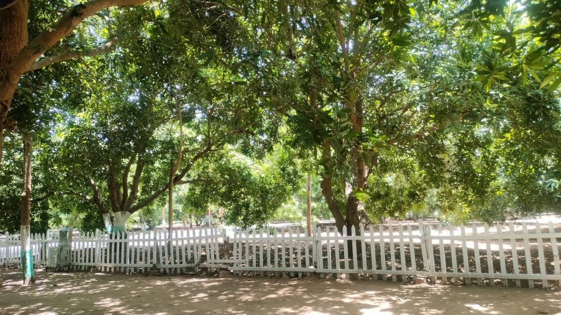 Secure your future!!! Invest in Farmland to safeguard your future/generations. - Image 8