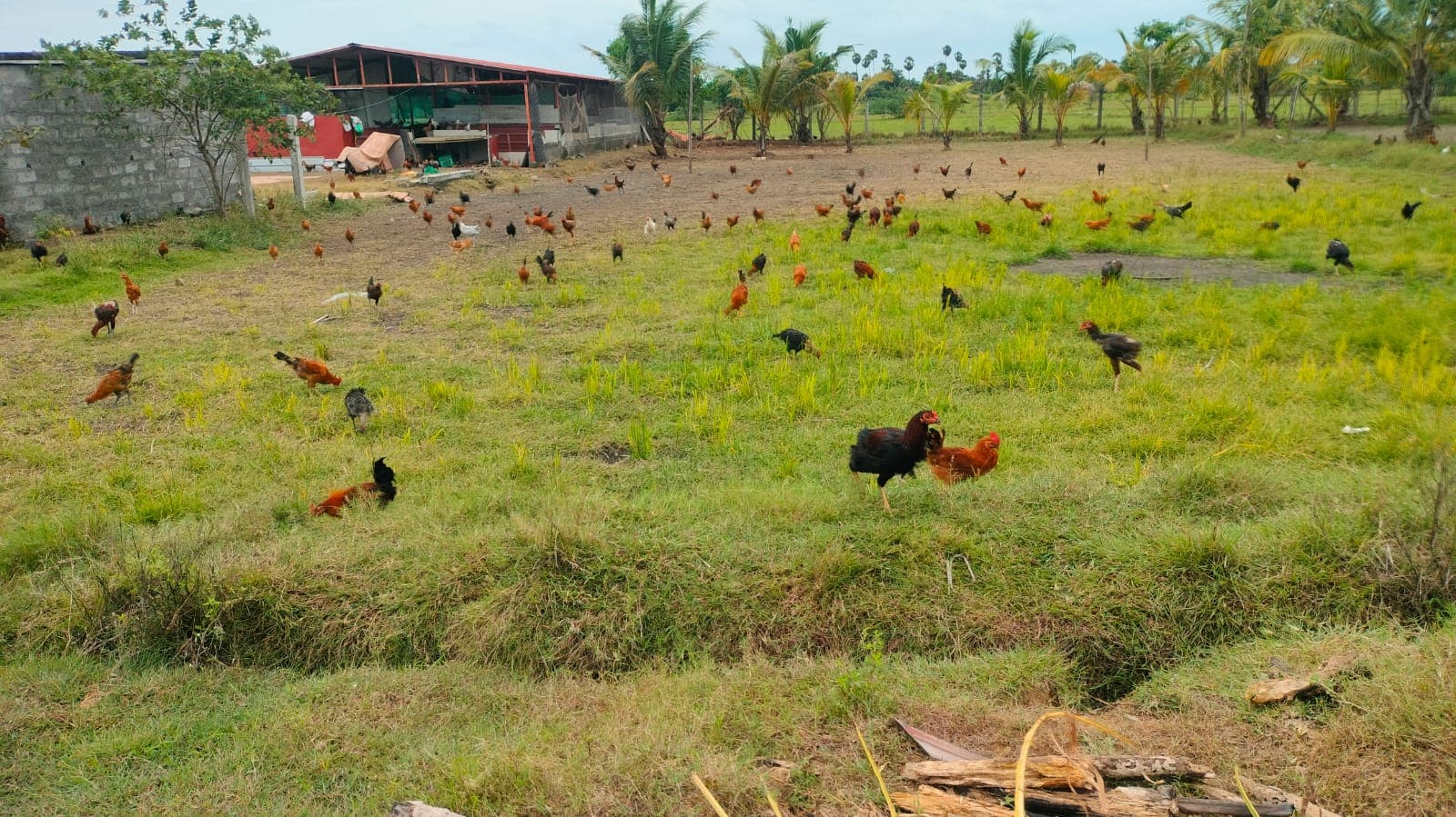 Active farm land 1.45 Acres at Nelvoyl Valathodu