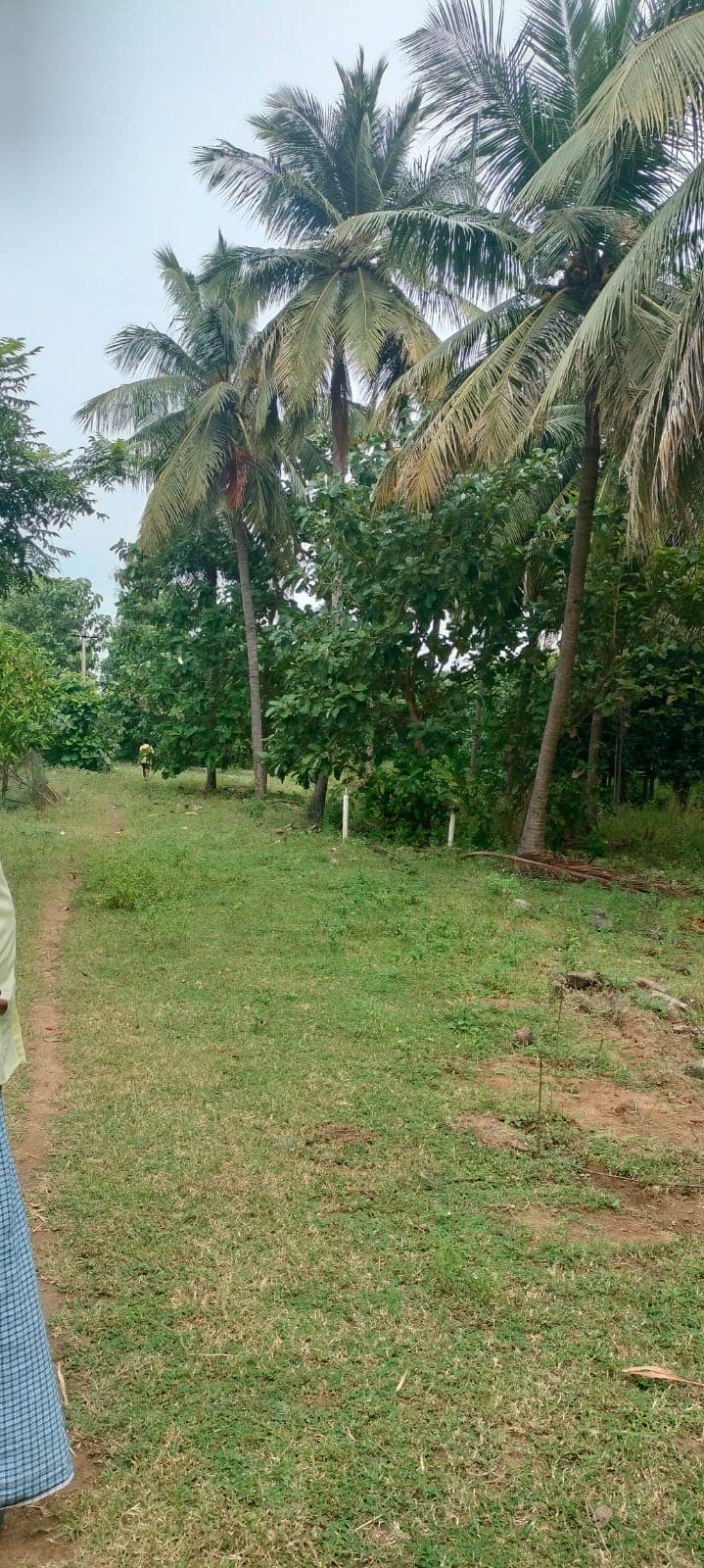 Farm land at Utheramerur - Image 4